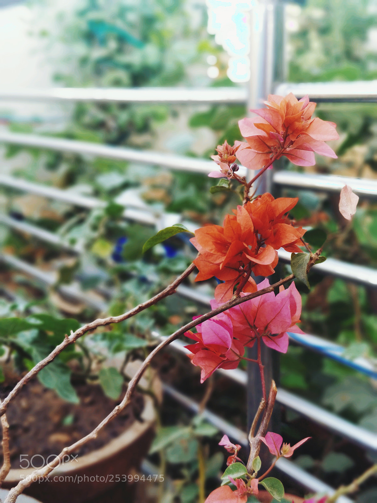 OnePlus 5 sample photo. Untitled photography