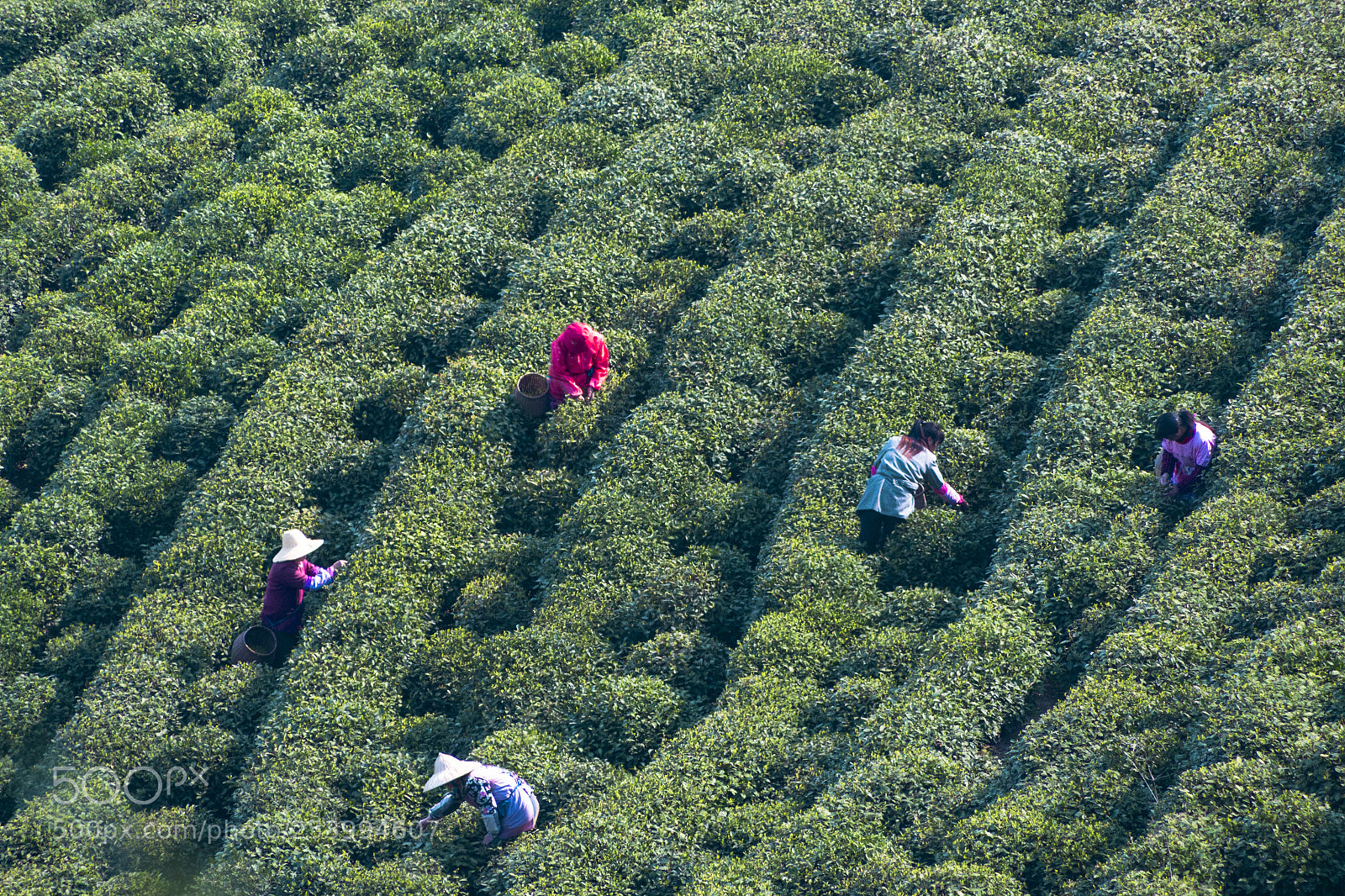 Canon EOS 70D sample photo. Pick tea-leaves photography