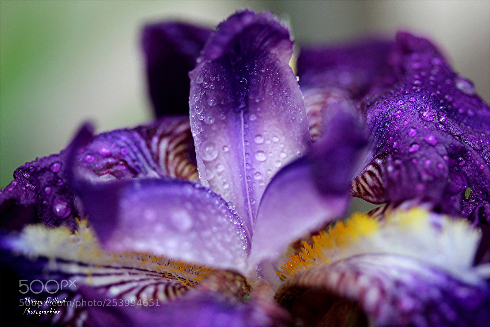 Canon EOS 600D (Rebel EOS T3i / EOS Kiss X5) sample photo. Iris violet photography