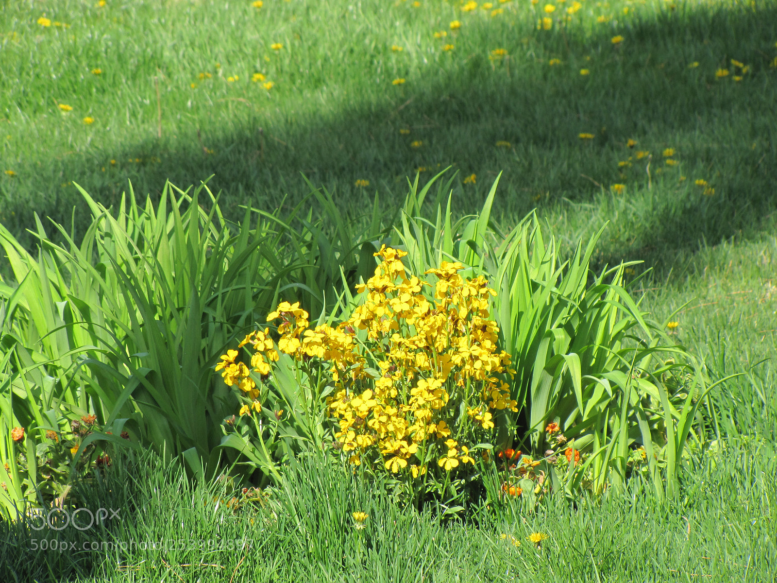 Canon PowerShot SX20 IS sample photo. Flower on grass photography