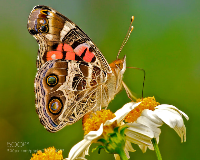 Nikon D300 sample photo. Aklk photography