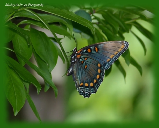 Nikon D5100 sample photo. Aksy photography