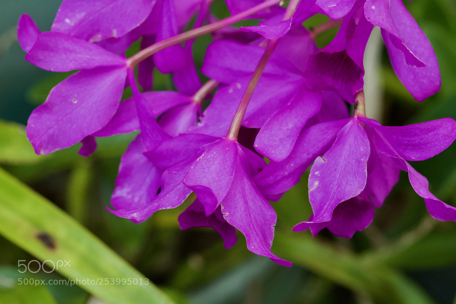 Canon EOS 700D (EOS Rebel T5i / EOS Kiss X7i) sample photo. Orchid cascade photography