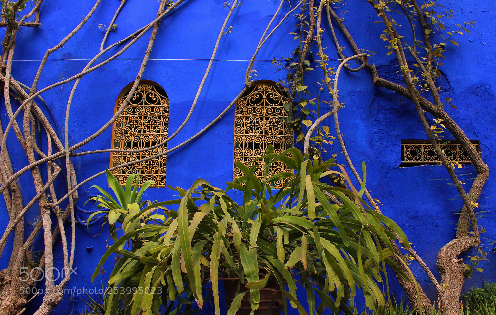 Canon EOS 1100D (EOS Rebel T3 / EOS Kiss X50) sample photo. Majorelle blue photography