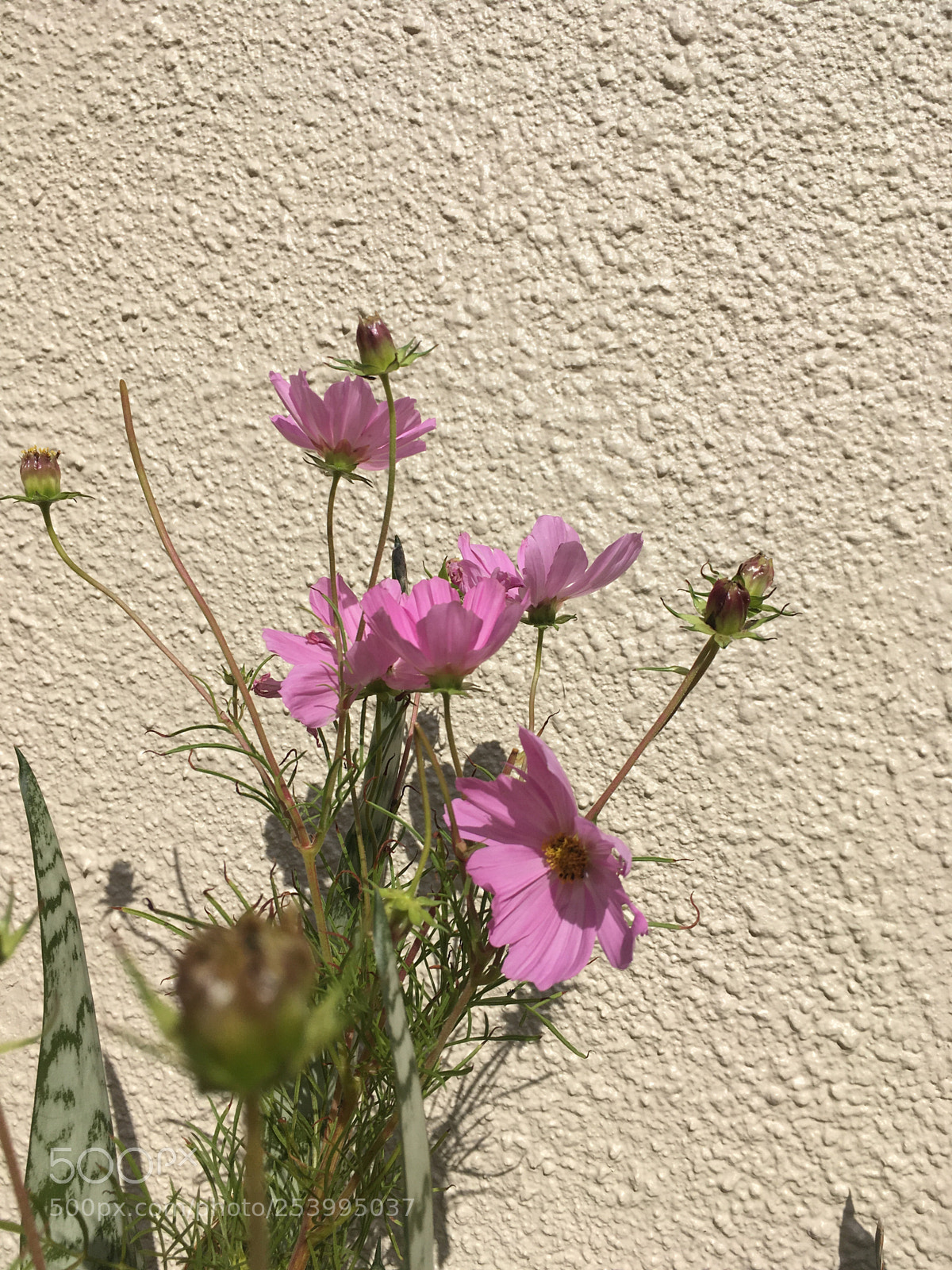 Apple iPhone SE sample photo. Garden cosmos in midday photography