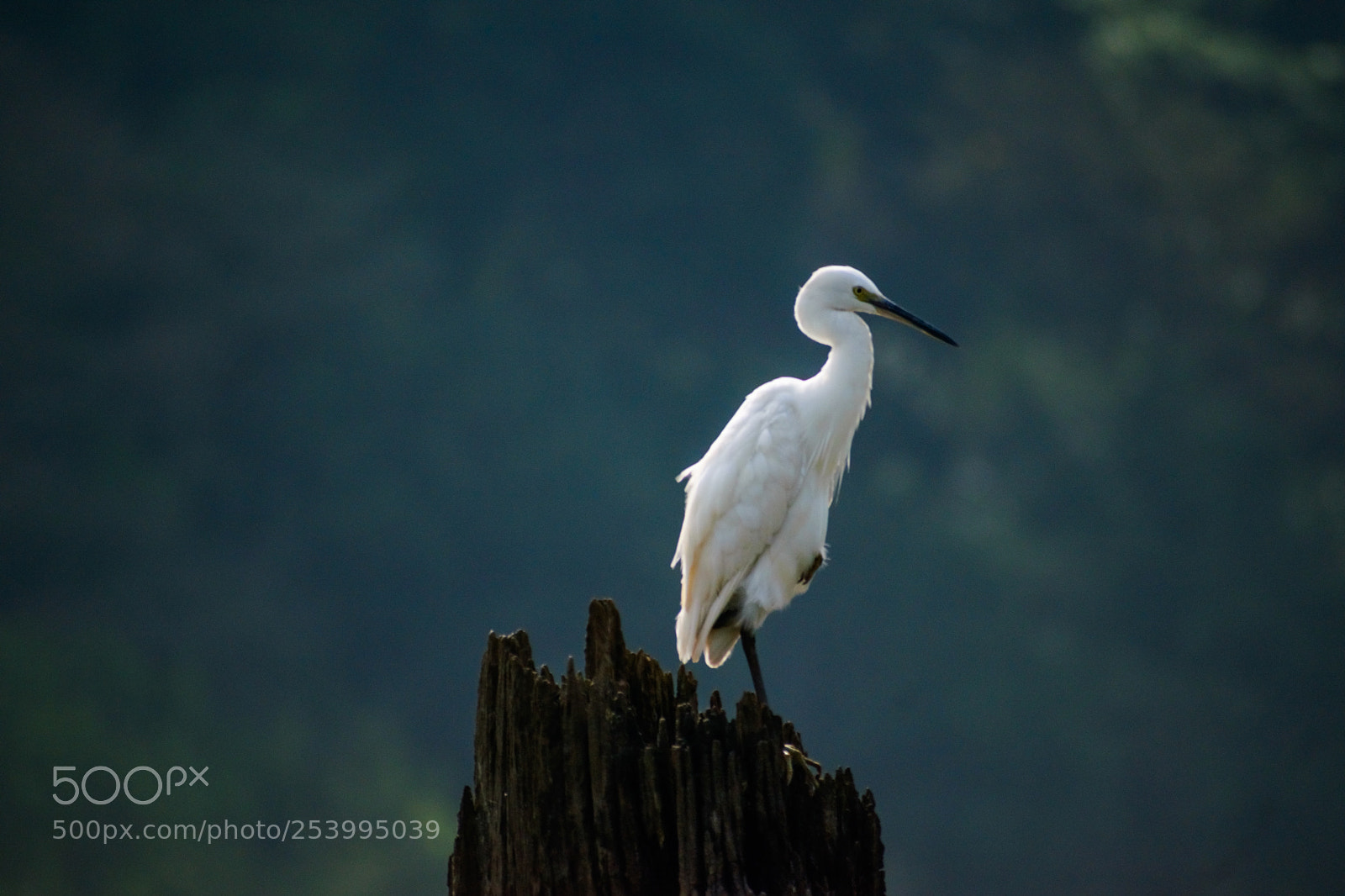 Nikon D5300 sample photo. Egret, periyar lake, kerala photography