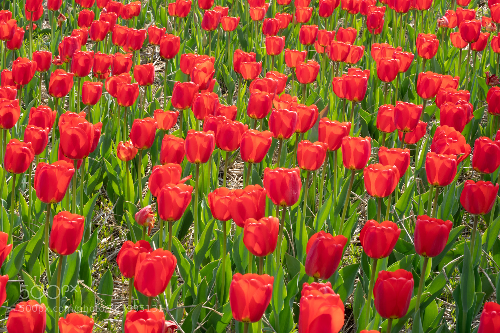 Sony a7R II sample photo. Tulips photography