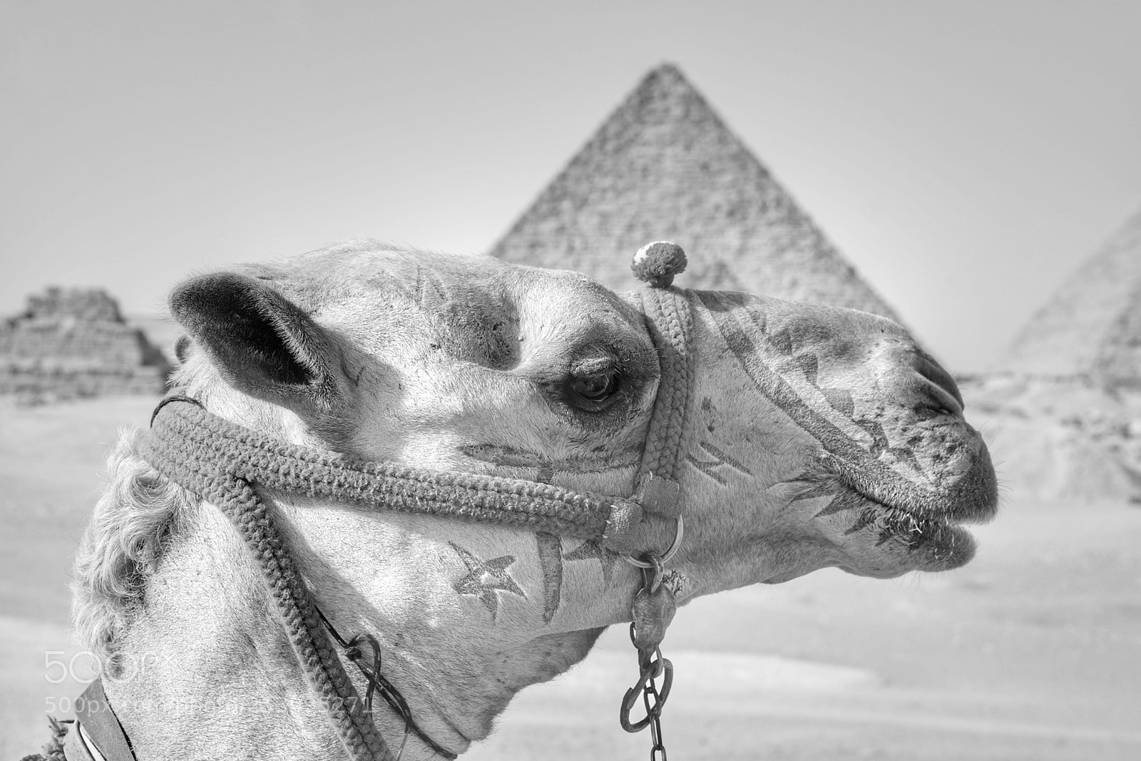 Sony SLT-A77 sample photo. Egypt photography