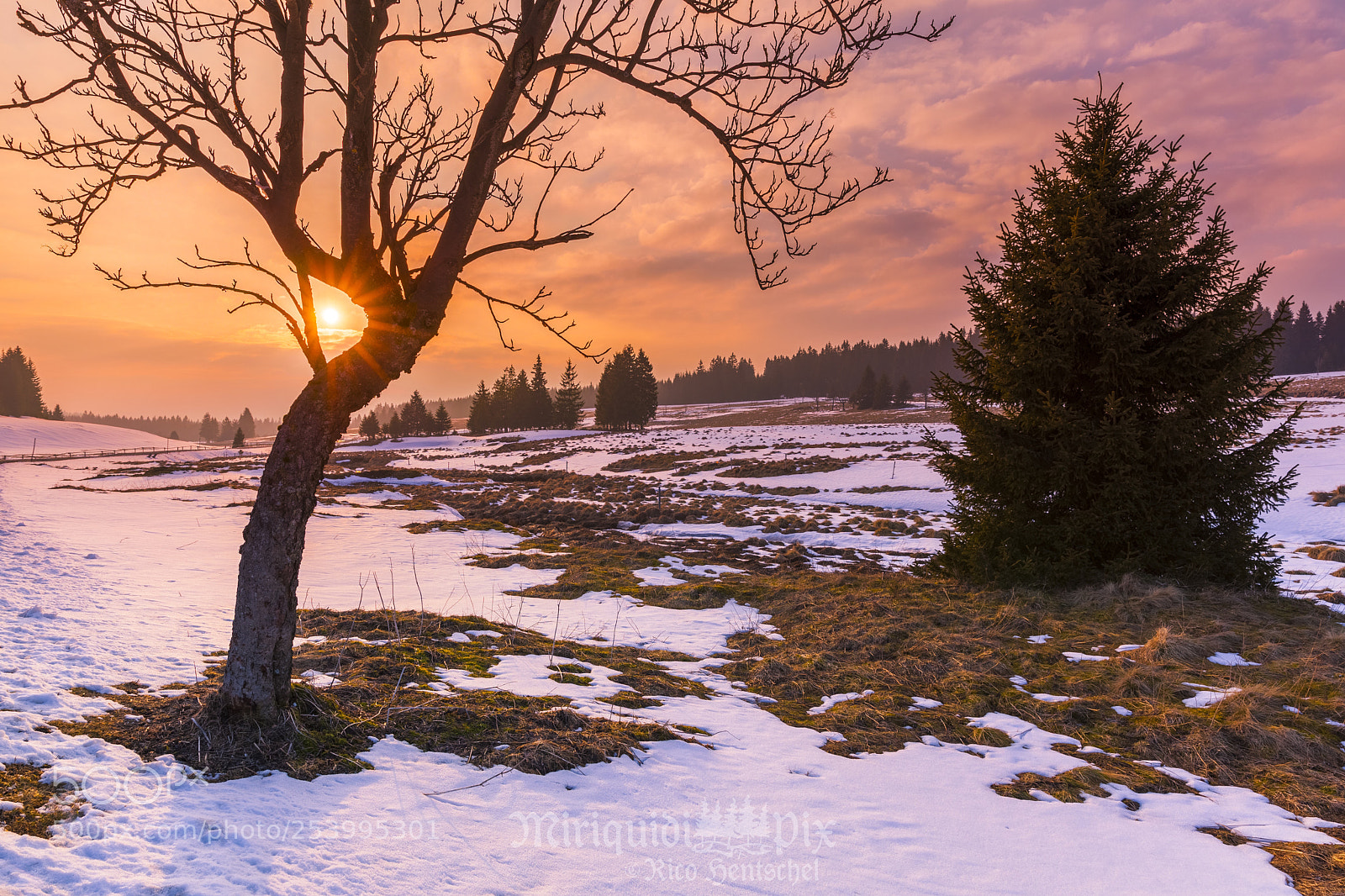 Canon EOS 5D Mark II sample photo. Tauwetter im hochmoor thawing photography