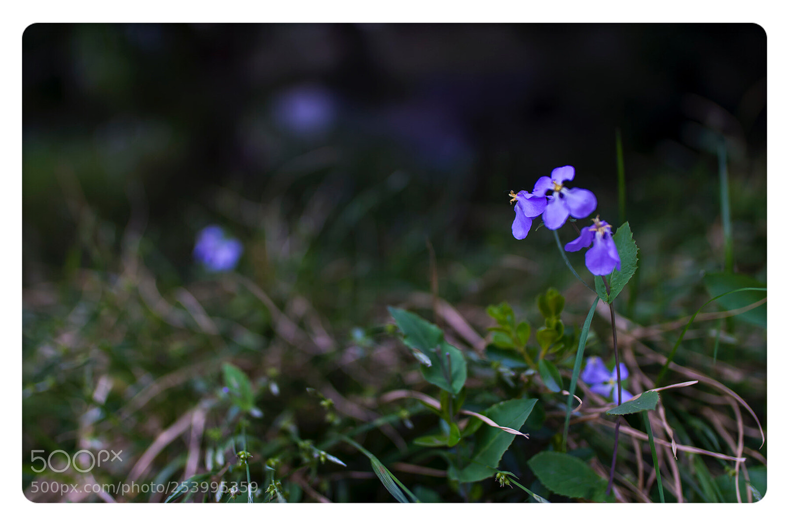 Nikon D800E sample photo. Untitled photography