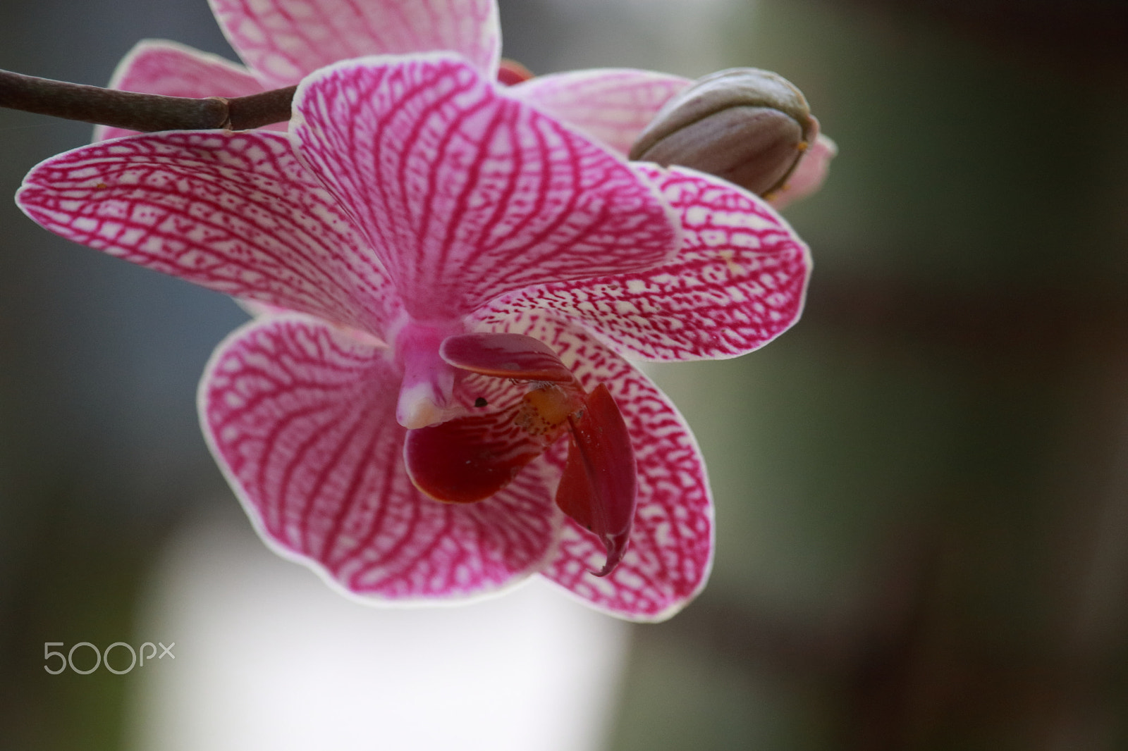 Canon EF-S 55-250mm F4-5.6 IS STM sample photo. Moth orchid photography