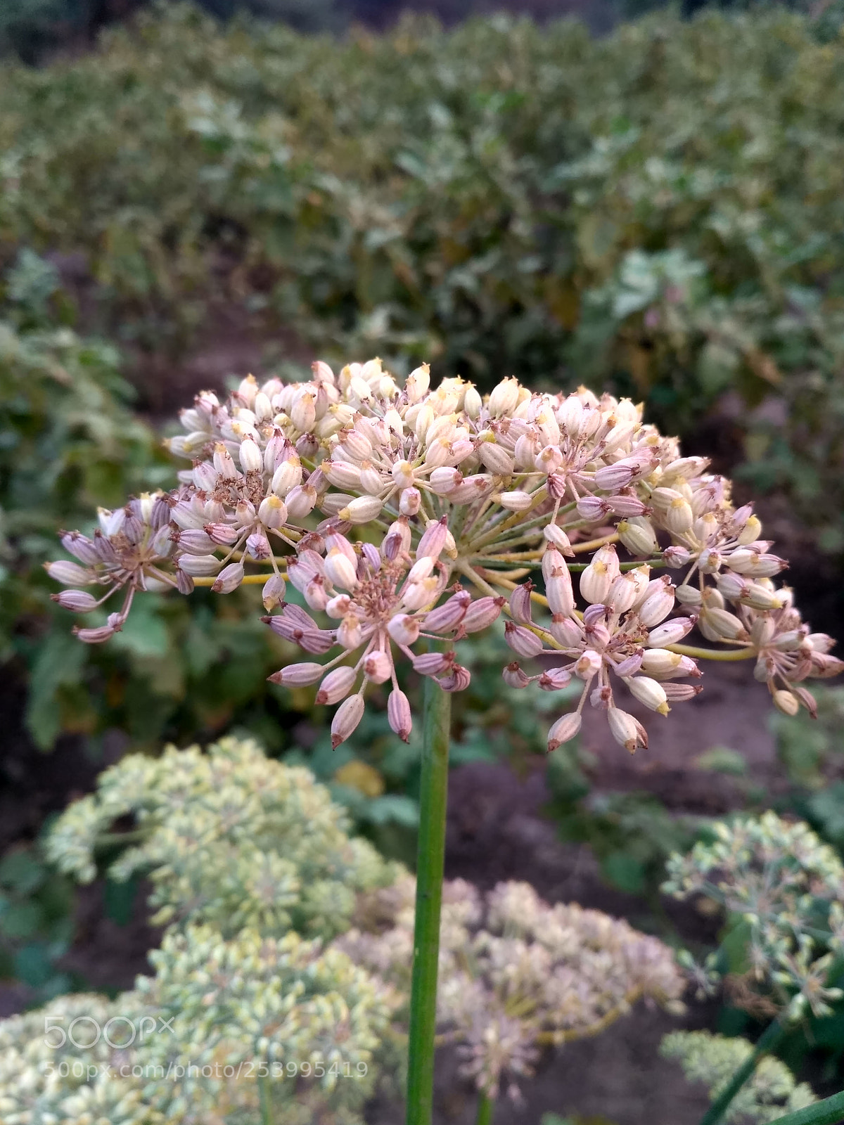 Xiaomi Redmi 3S sample photo. Untitled photography