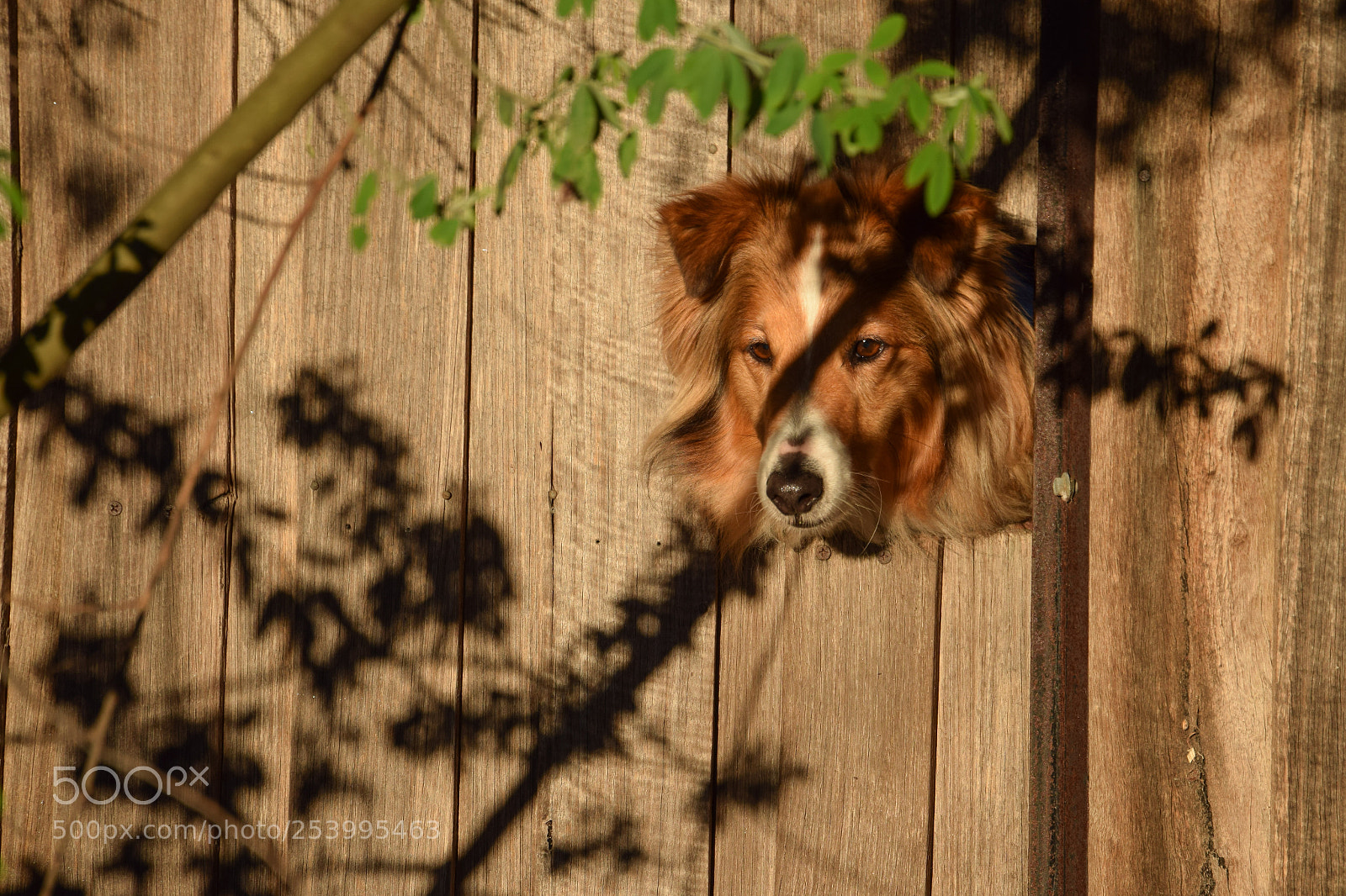 Nikon D5300 sample photo. The curious dog photography