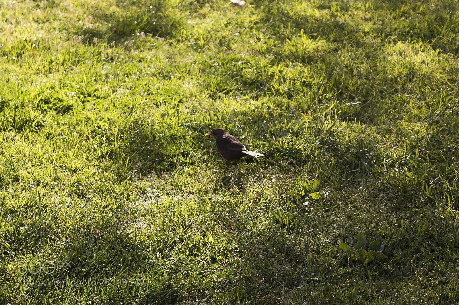 Canon EOS 1300D (EOS Rebel T6 / EOS Kiss X80) sample photo. Bird photography