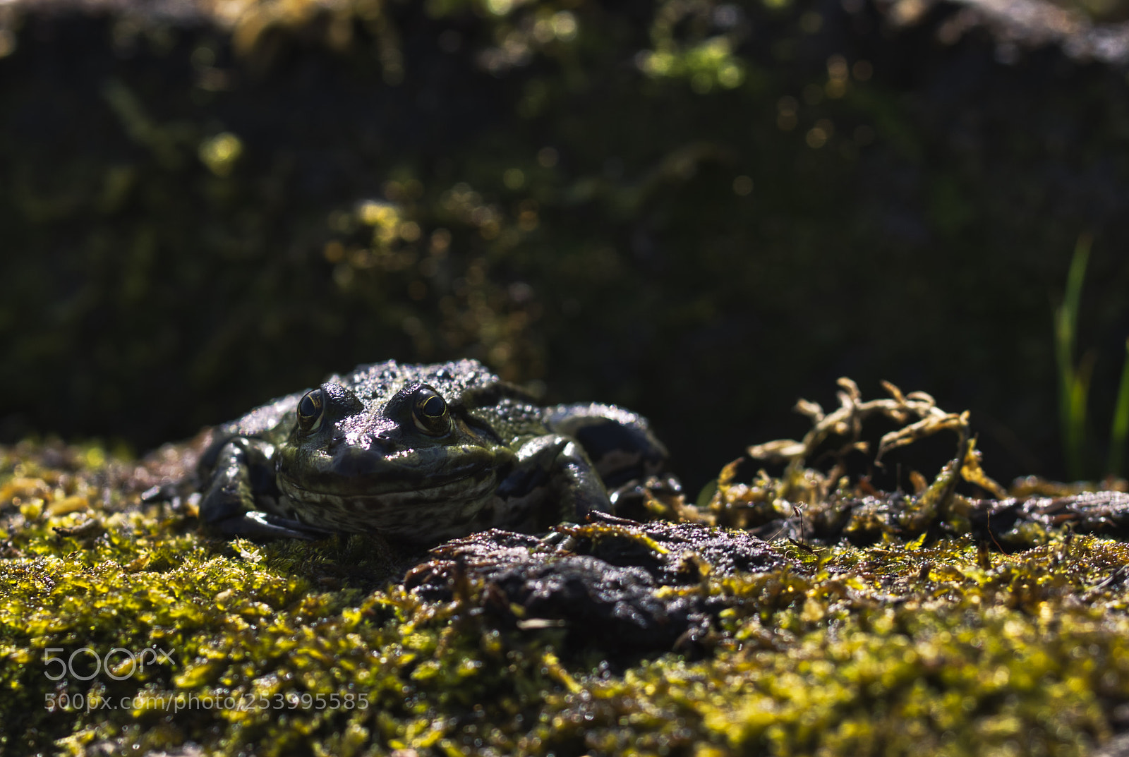 Sony ILCA-77M2 sample photo. Hello photography