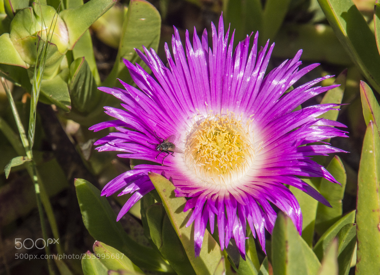 Nikon D7200 sample photo. Primavera photography