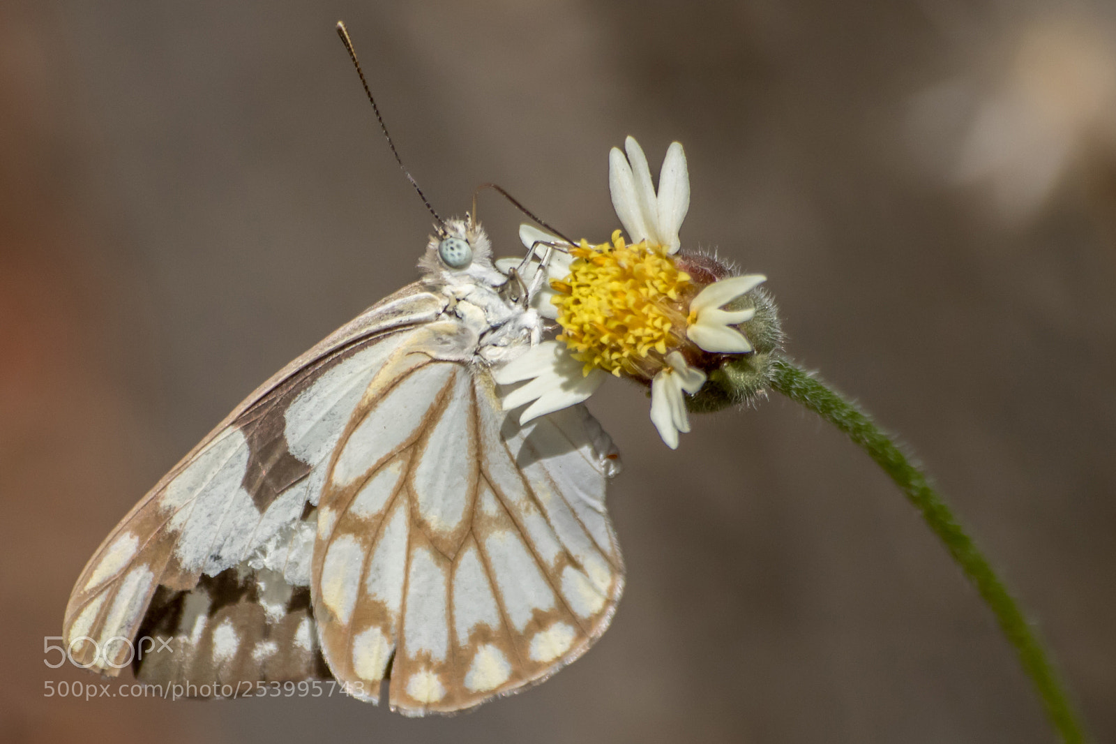 Canon EOS 750D (EOS Rebel T6i / EOS Kiss X8i) sample photo. Beautiful butterfly photography