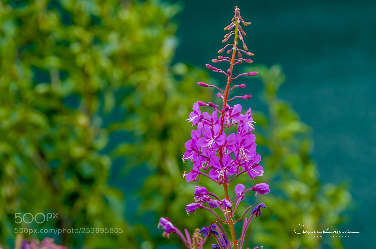 Nikon D700 sample photo. Fireweed photography