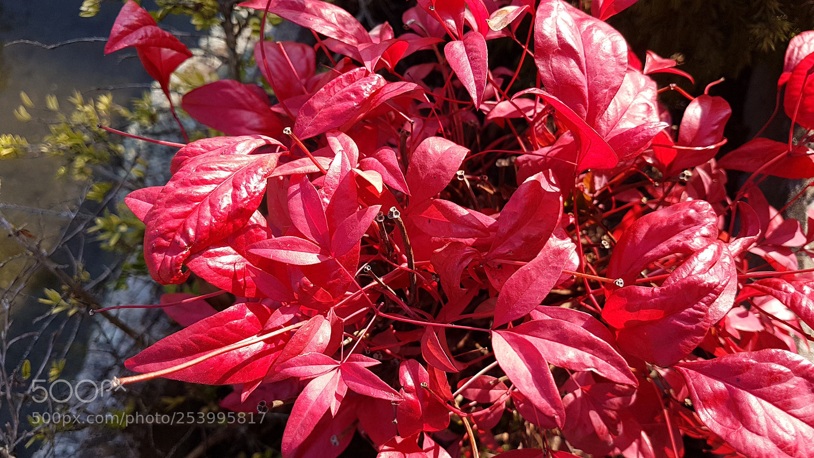 Samsung Galaxy S7 Edge sample photo. Beauté de la nature photography