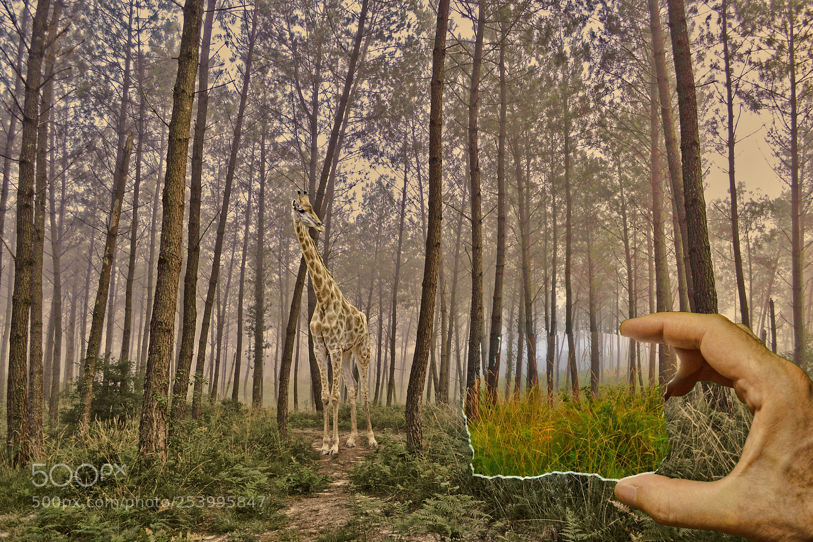 Nikon D3100 sample photo. Giraffe in the forest photography