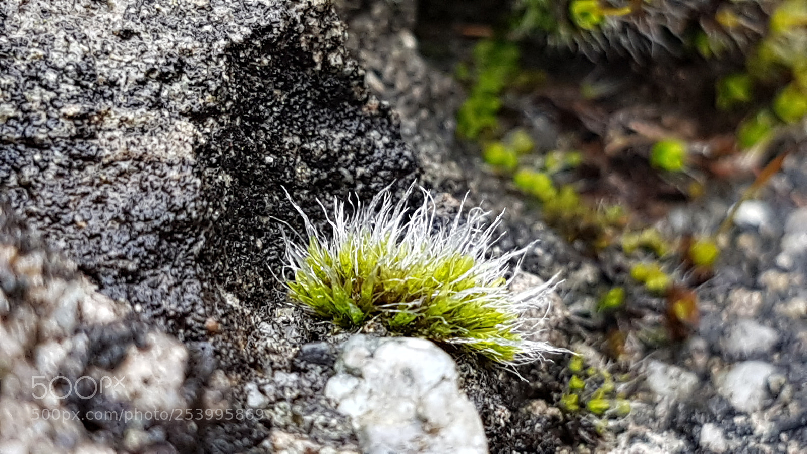 Samsung Galaxy S7 Edge sample photo. La vie est partout photography