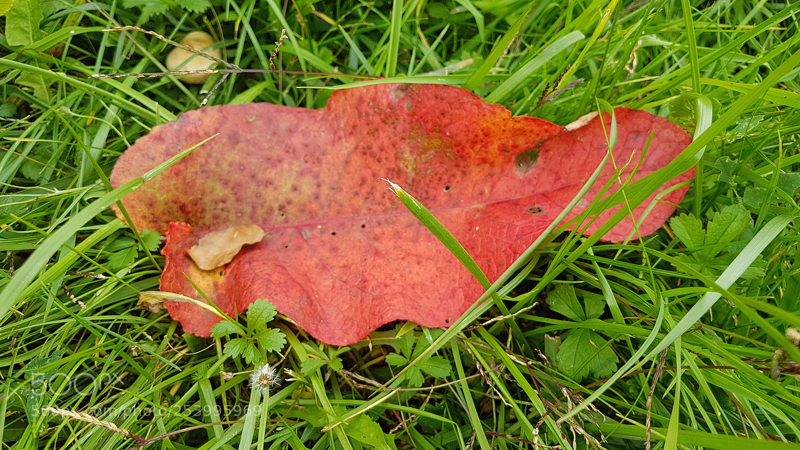 Samsung Galaxy S7 Edge sample photo. La magie de l'automne photography