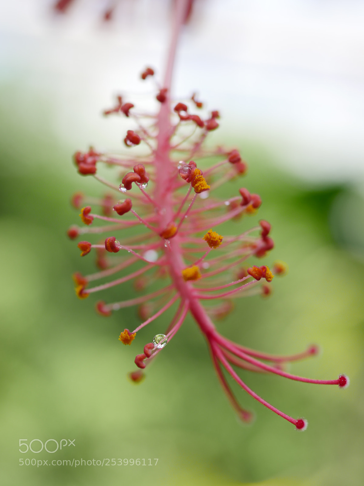 Panasonic Lumix DMC-GX8 sample photo. Cedecfadacc photography