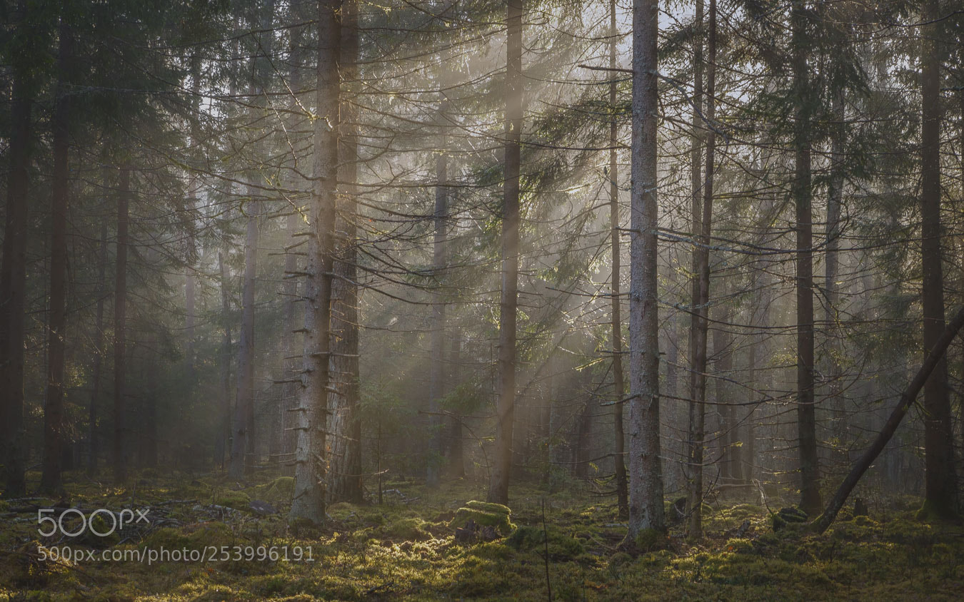 Canon EOS 5D Mark IV sample photo. Wood photography