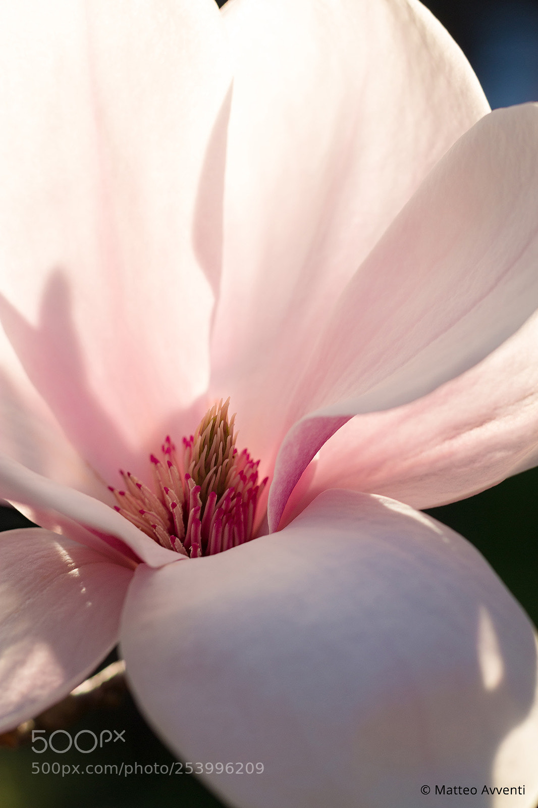 Canon EOS 70D sample photo. Inside the flower photography