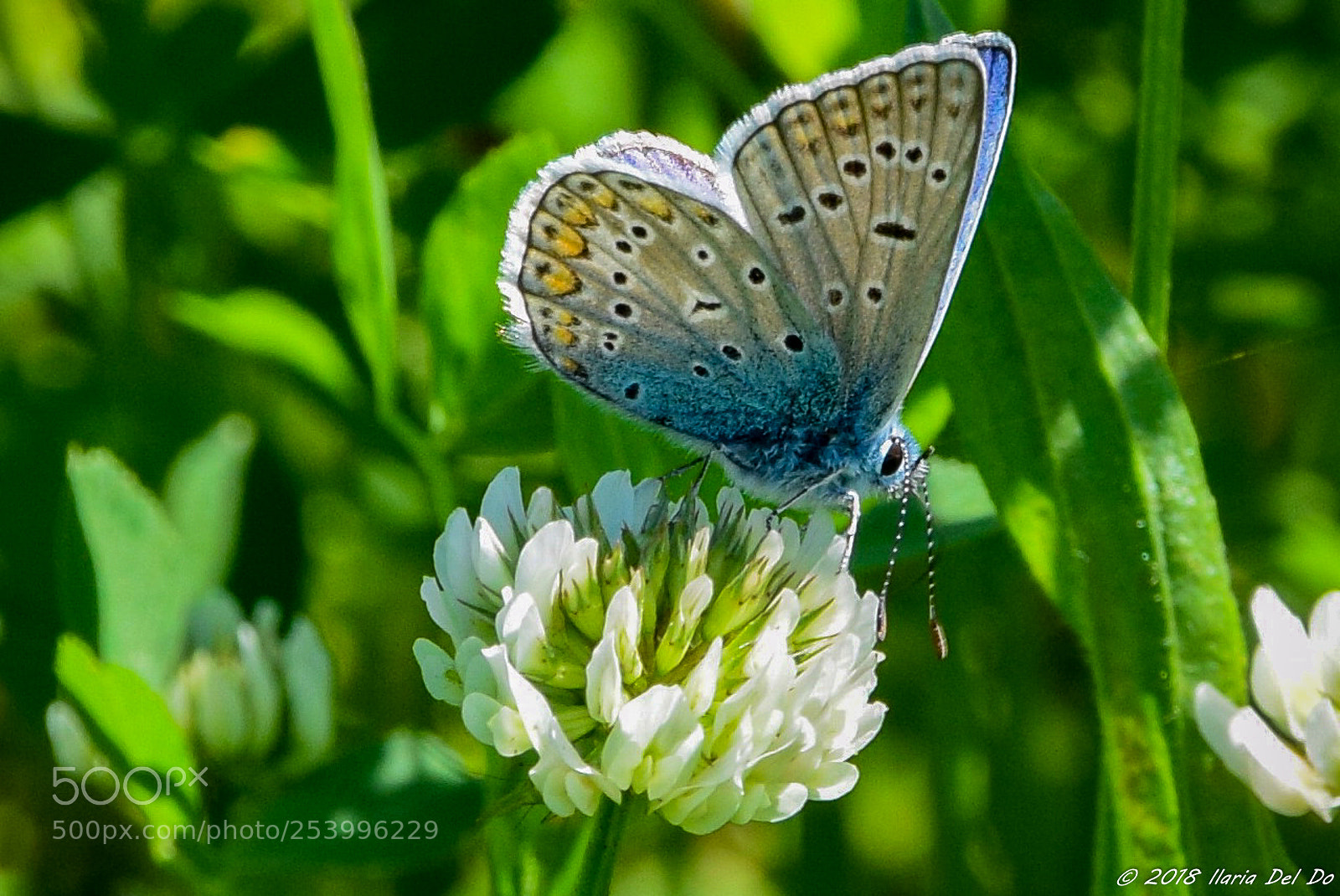 Nikon D3300 sample photo. Butterfly photography
