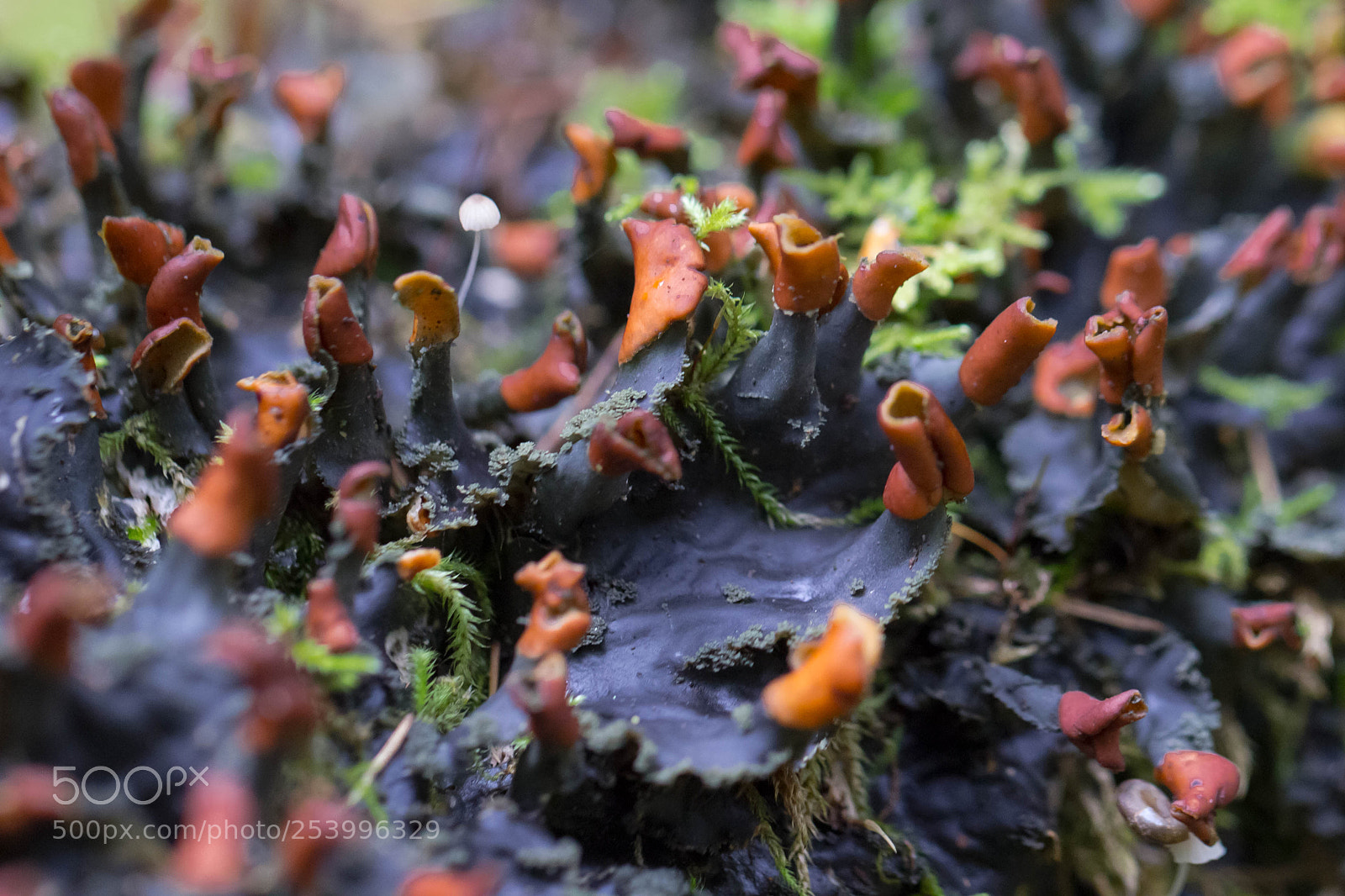 Canon EOS 600D (Rebel EOS T3i / EOS Kiss X5) sample photo. Peltigera photography