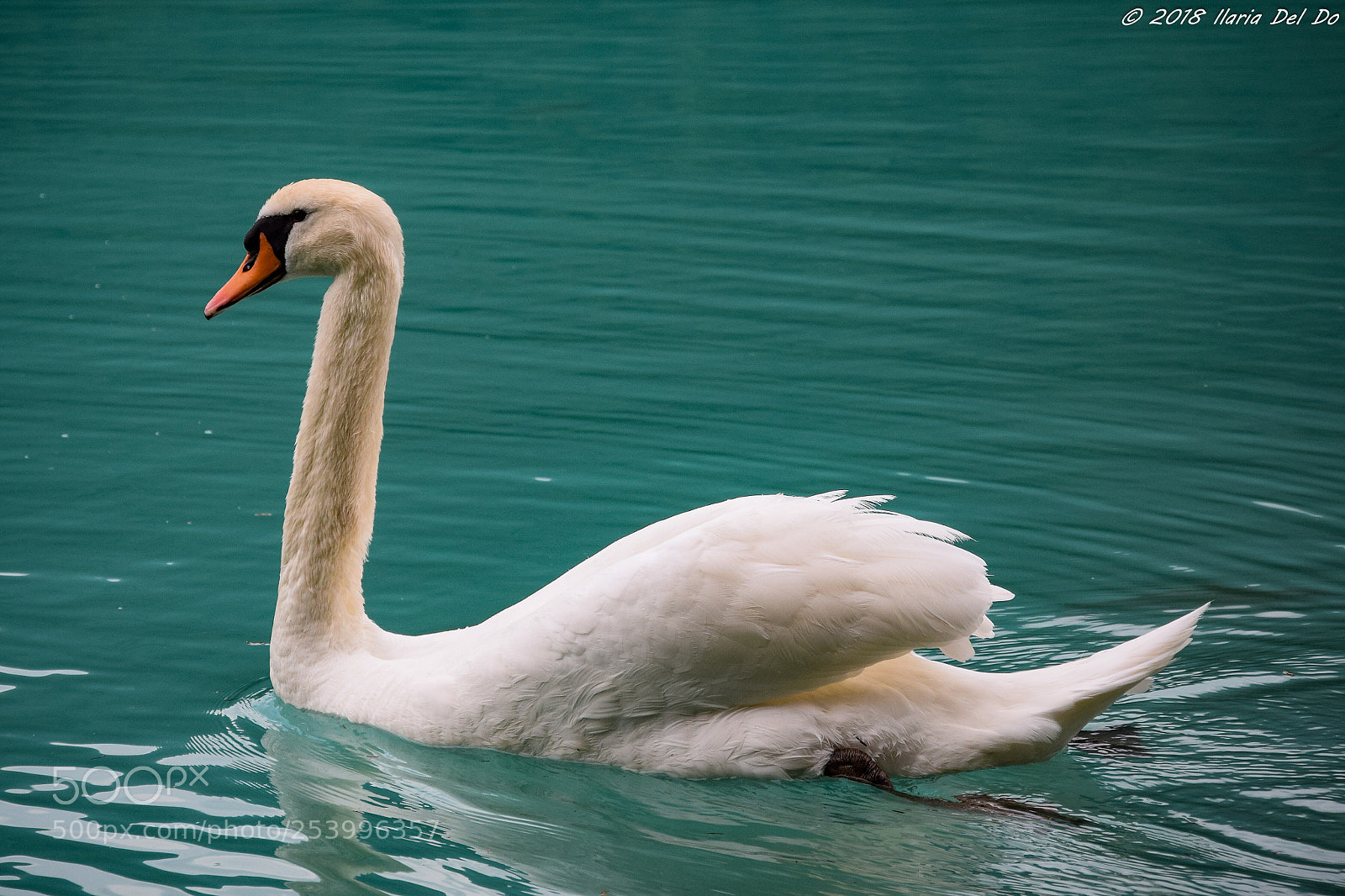 Nikon D3300 sample photo. Cigno photography