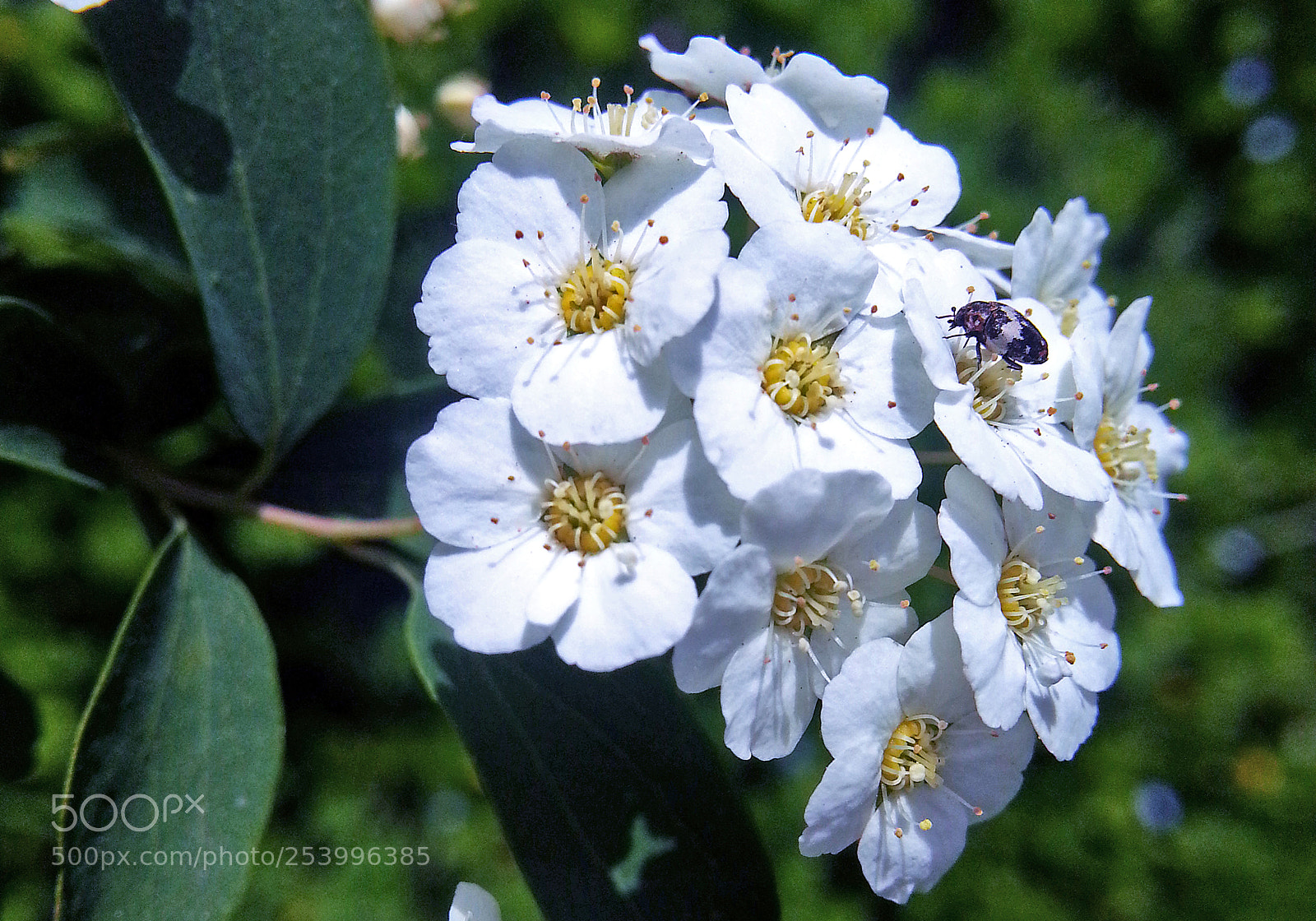 Samsung Galaxy Note2 sample photo. Flower photography