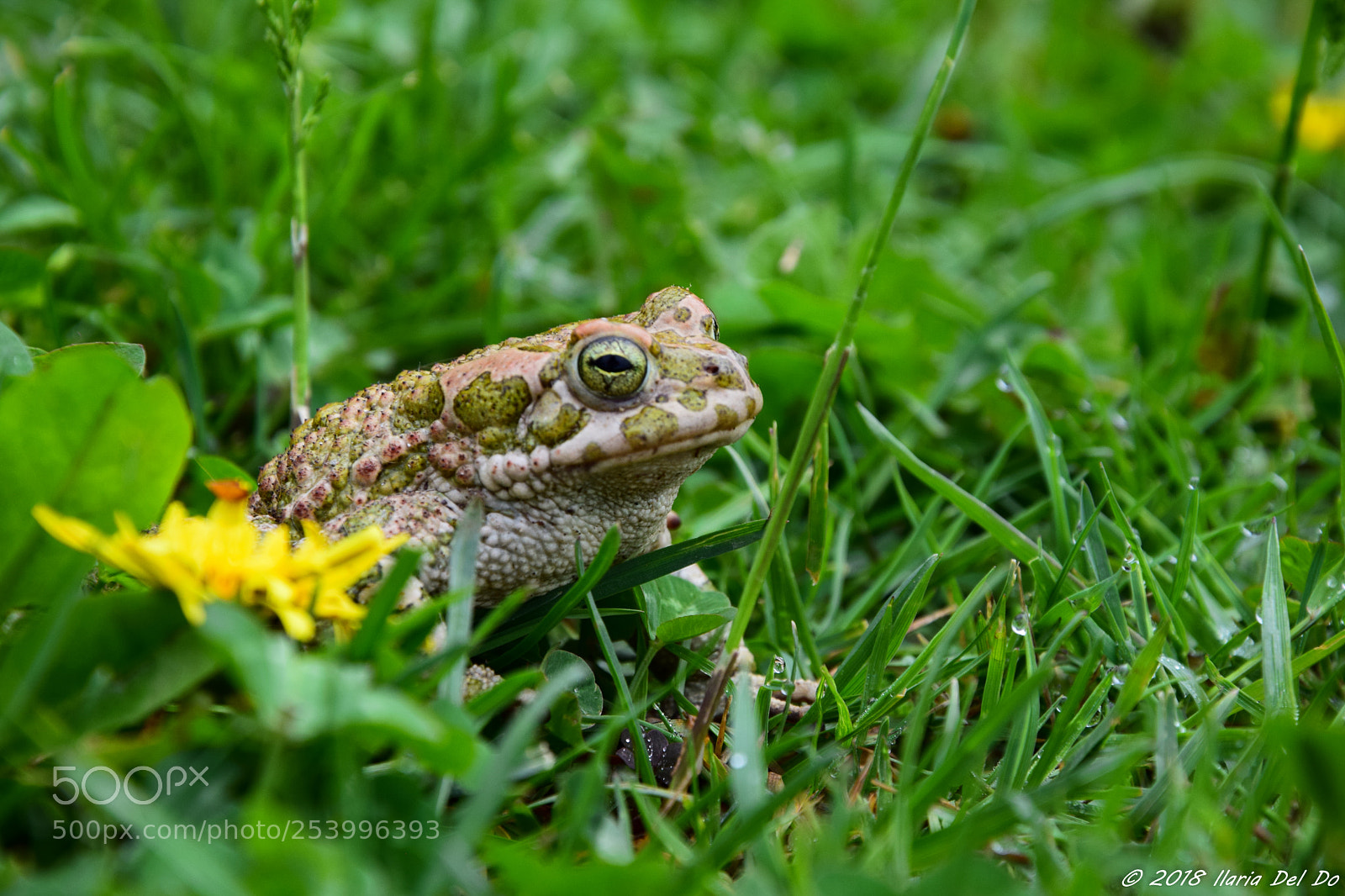 Nikon D3300 sample photo. Ospite del mio giardino photography