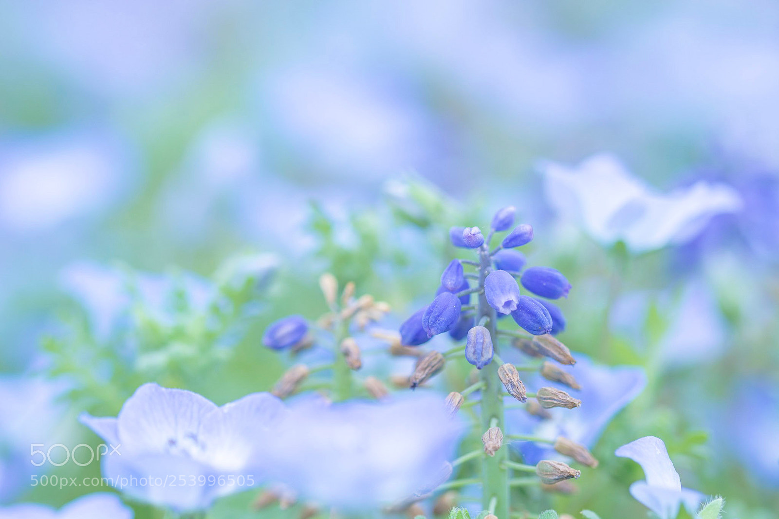 Nikon D7100 sample photo. Muscari? photography