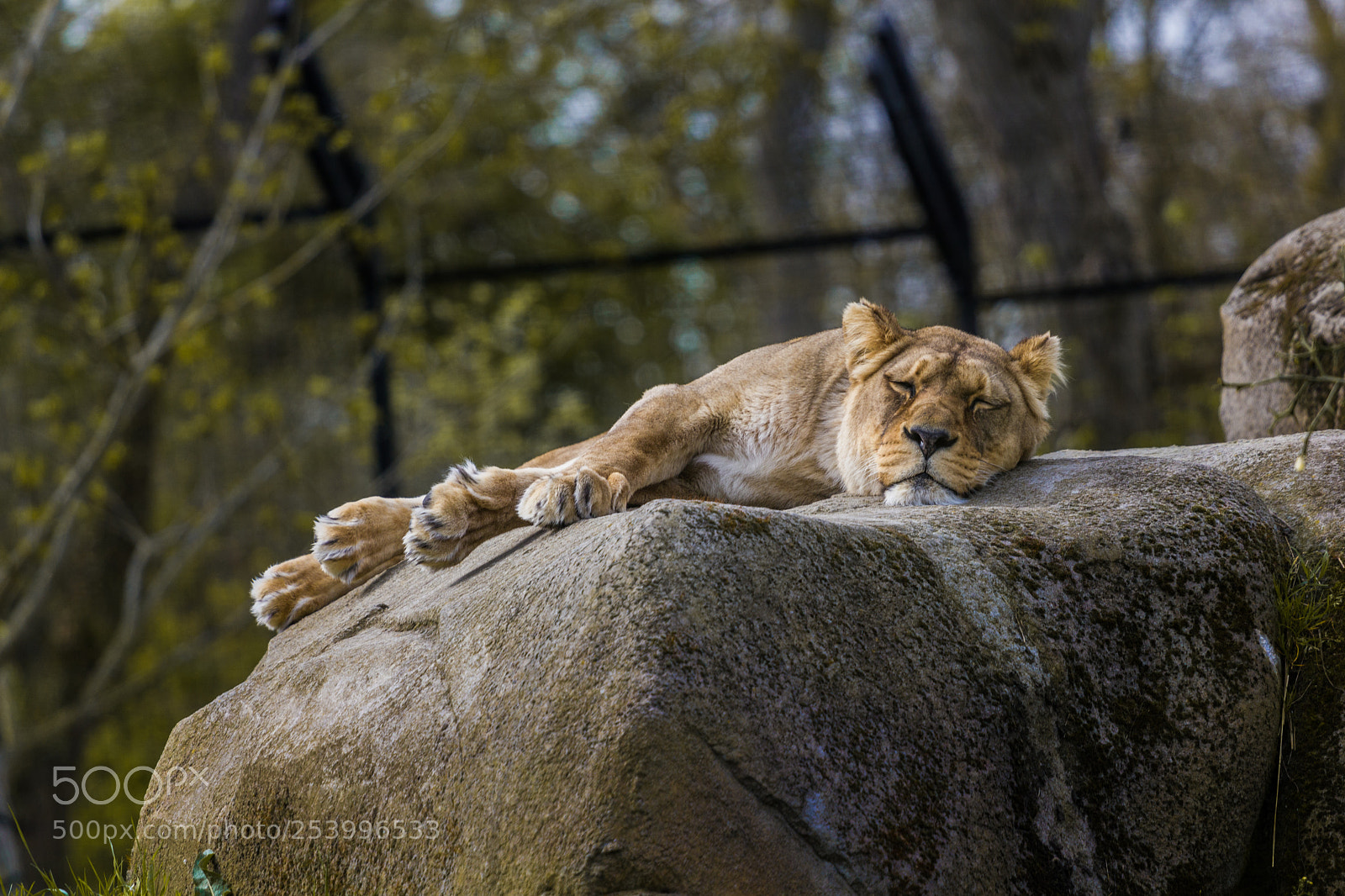 Canon EOS 550D (EOS Rebel T2i / EOS Kiss X4) sample photo. Vincennes - lion lying photography