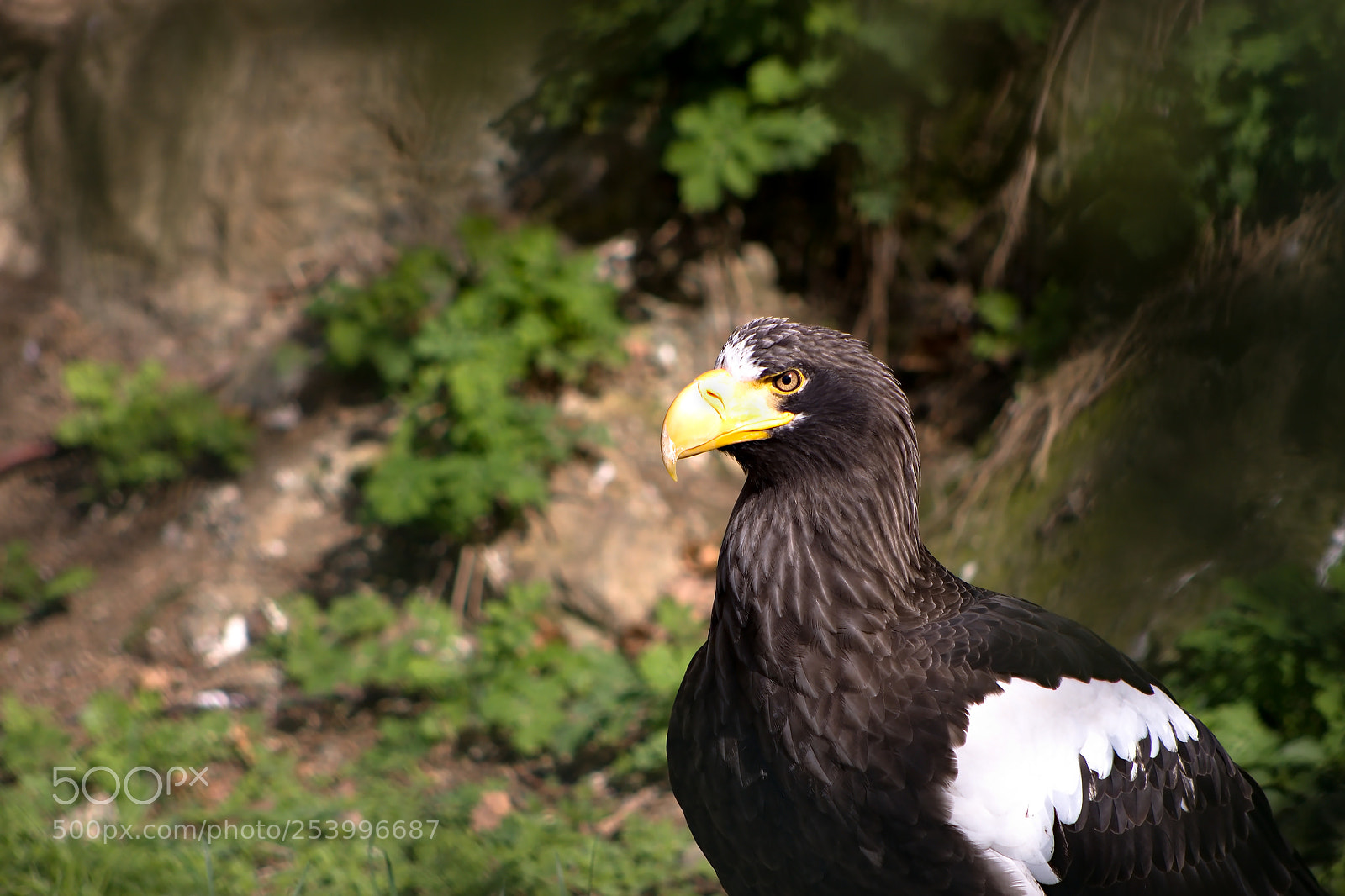 Canon EOS 500D (EOS Rebel T1i / EOS Kiss X3) sample photo. Orel v chodn eastern photography