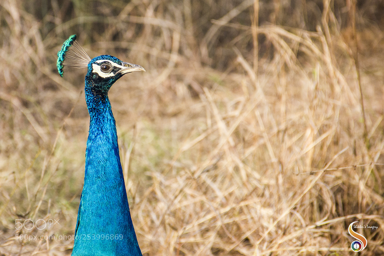 Canon EOS 550D (EOS Rebel T2i / EOS Kiss X4) sample photo. Sneak into your world photography