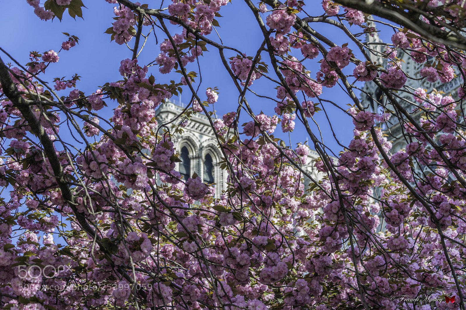 Nikon D850 sample photo. Prunus en fleurs. photography
