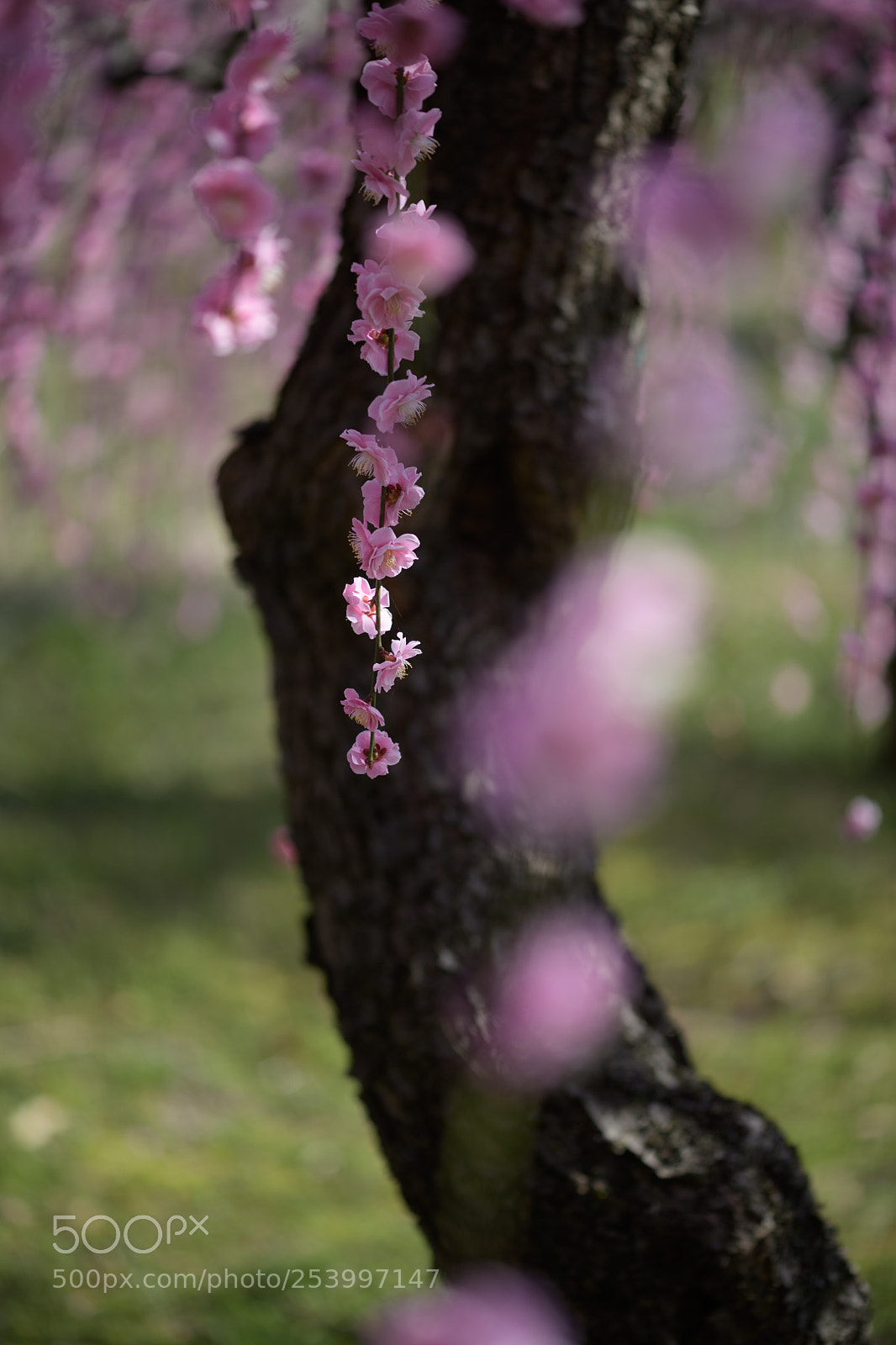 Nikon D850 sample photo. Weeping photography