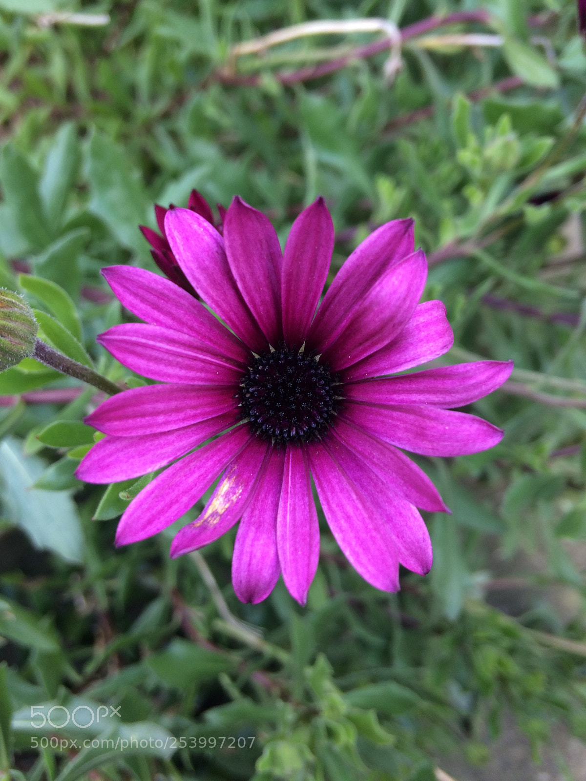 Apple iPhone 5s sample photo. Flower. photography