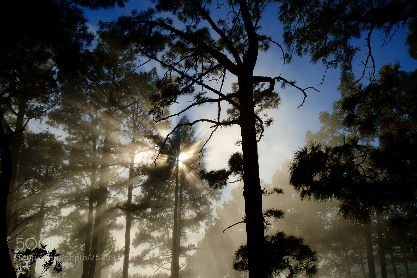 Fujifilm X-E1 sample photo. Misty trees photography
