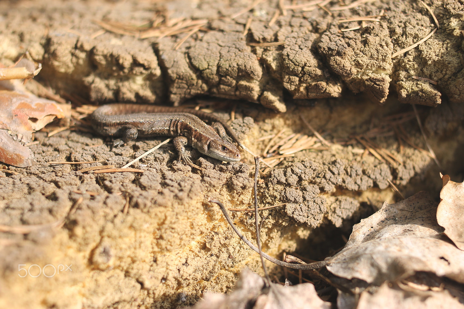 Canon EF 35mm F2 sample photo. Lizard photography