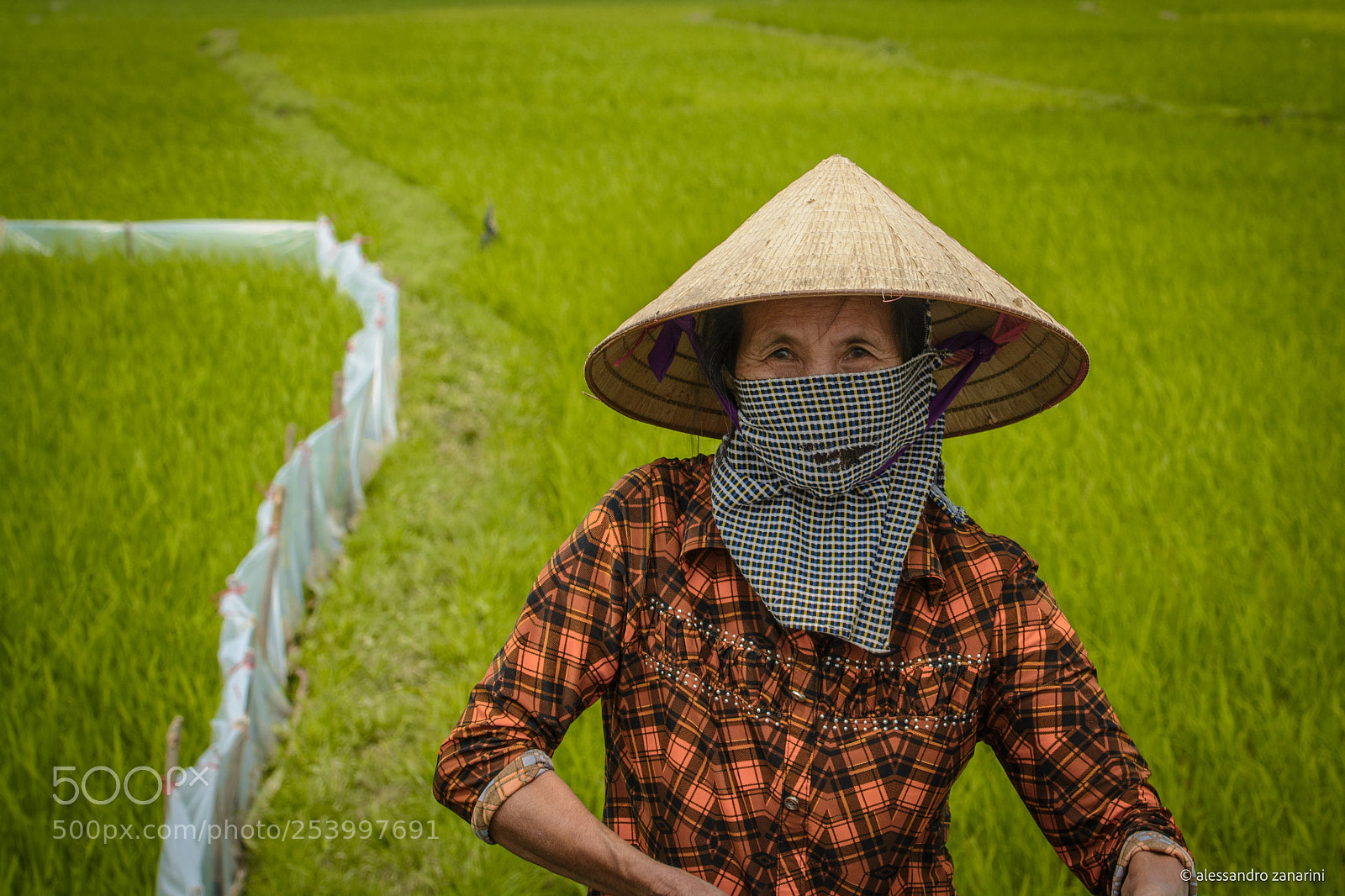 Nikon D7100 sample photo. Woman during rice coltivation photography