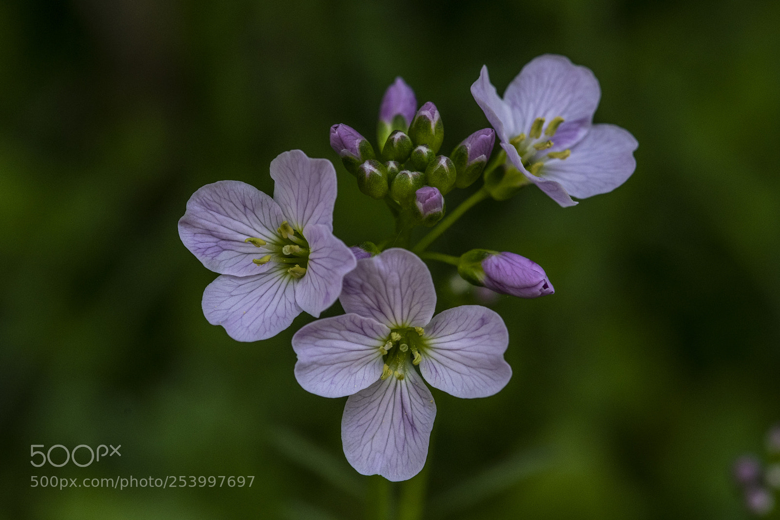 Nikon D500 sample photo. Tiny flower photography