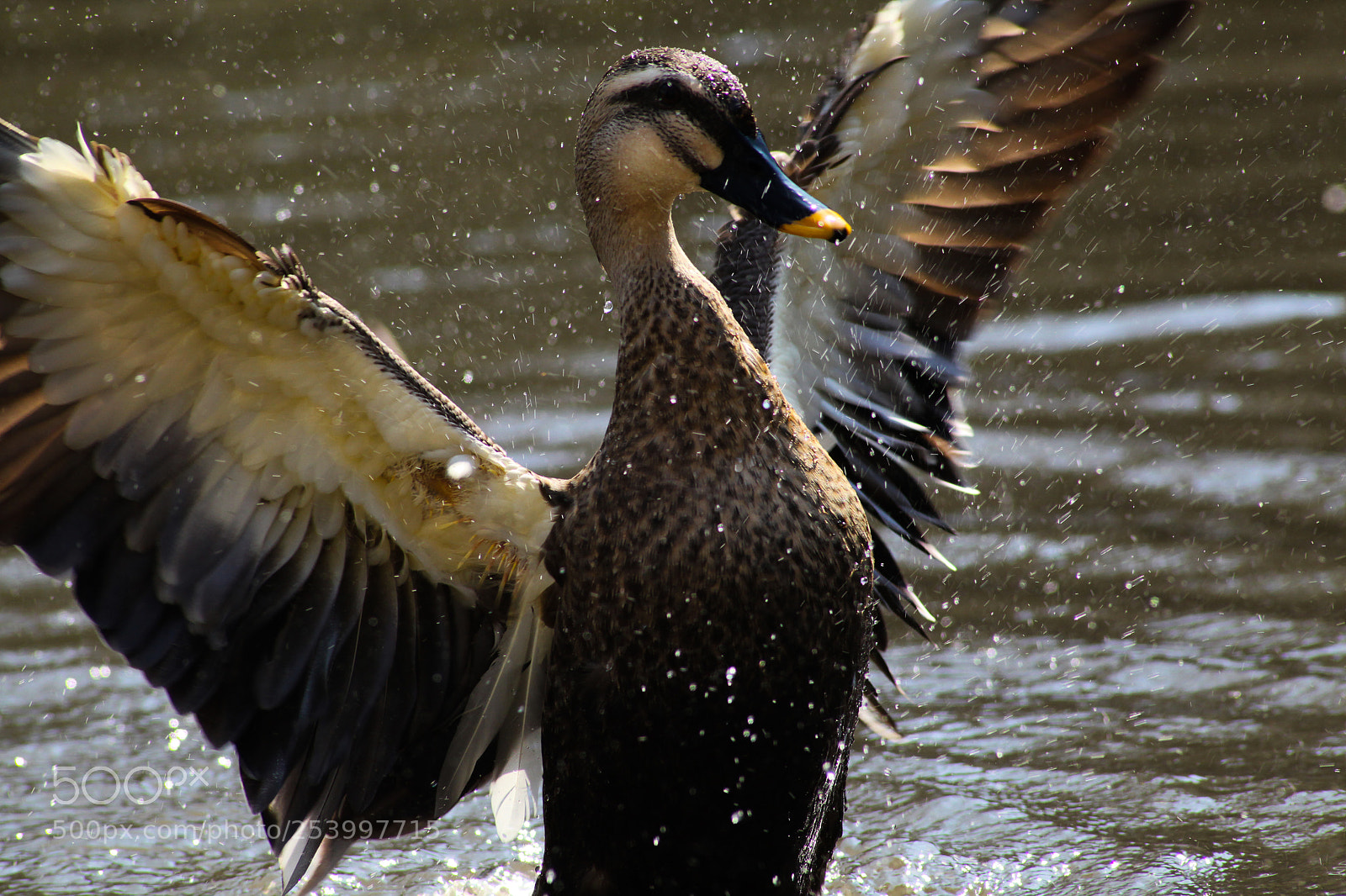 Canon EOS 5D Mark II sample photo. しぶき　splash　飞沫 photography