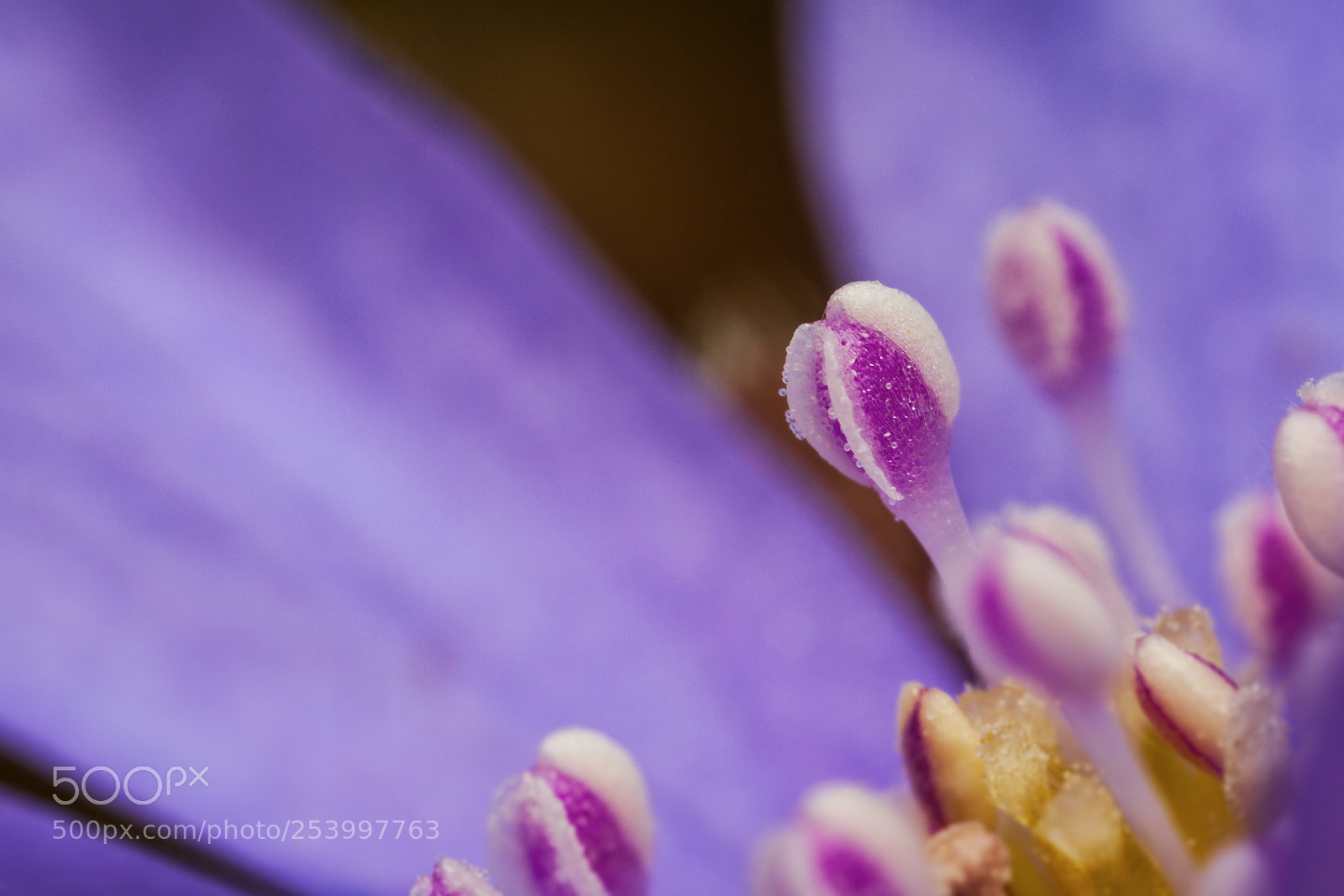 Canon EOS 5D Mark II sample photo. Hepatica nobilis photography