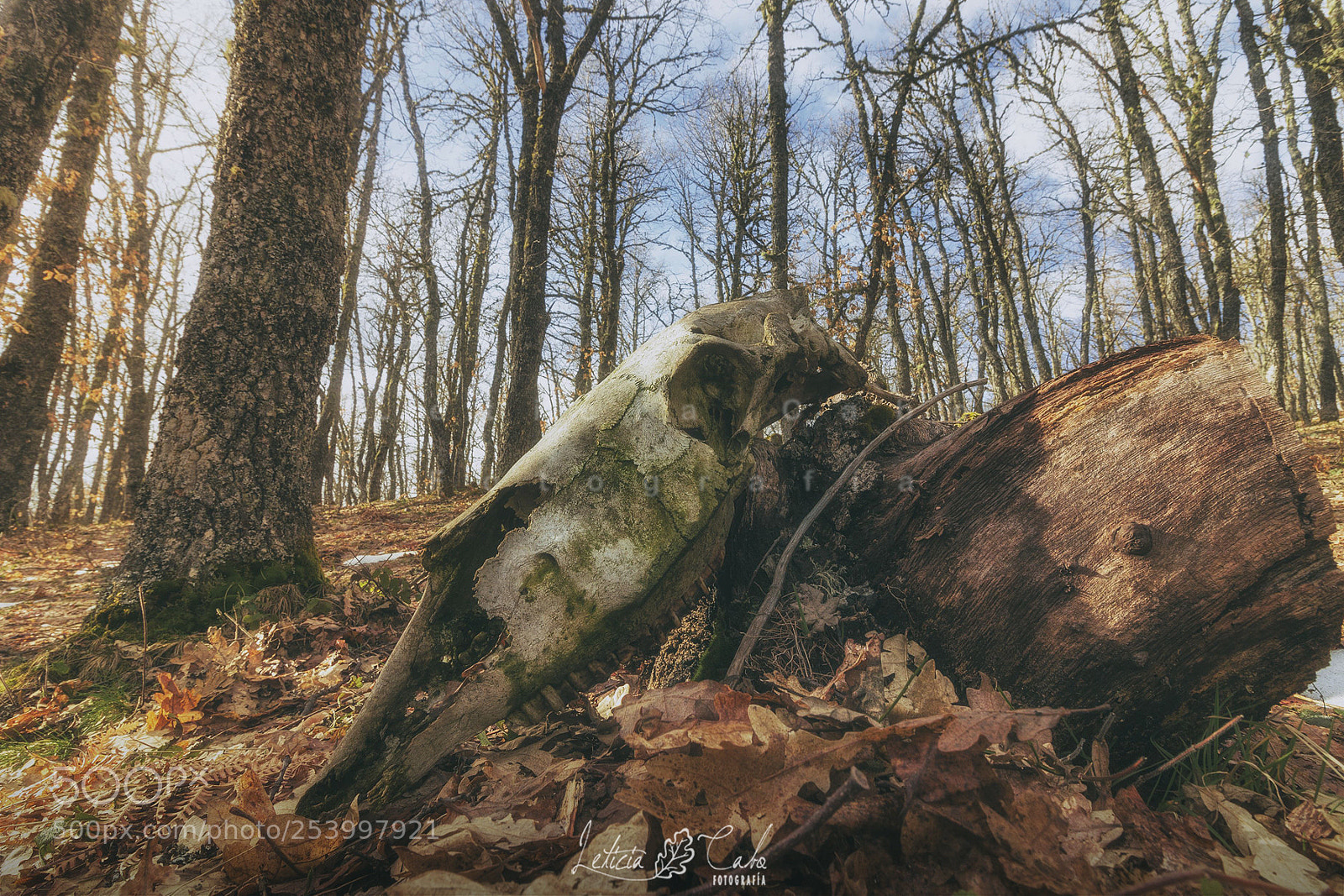 Canon EOS 600D (Rebel EOS T3i / EOS Kiss X5) sample photo. Los bosques de esus photography