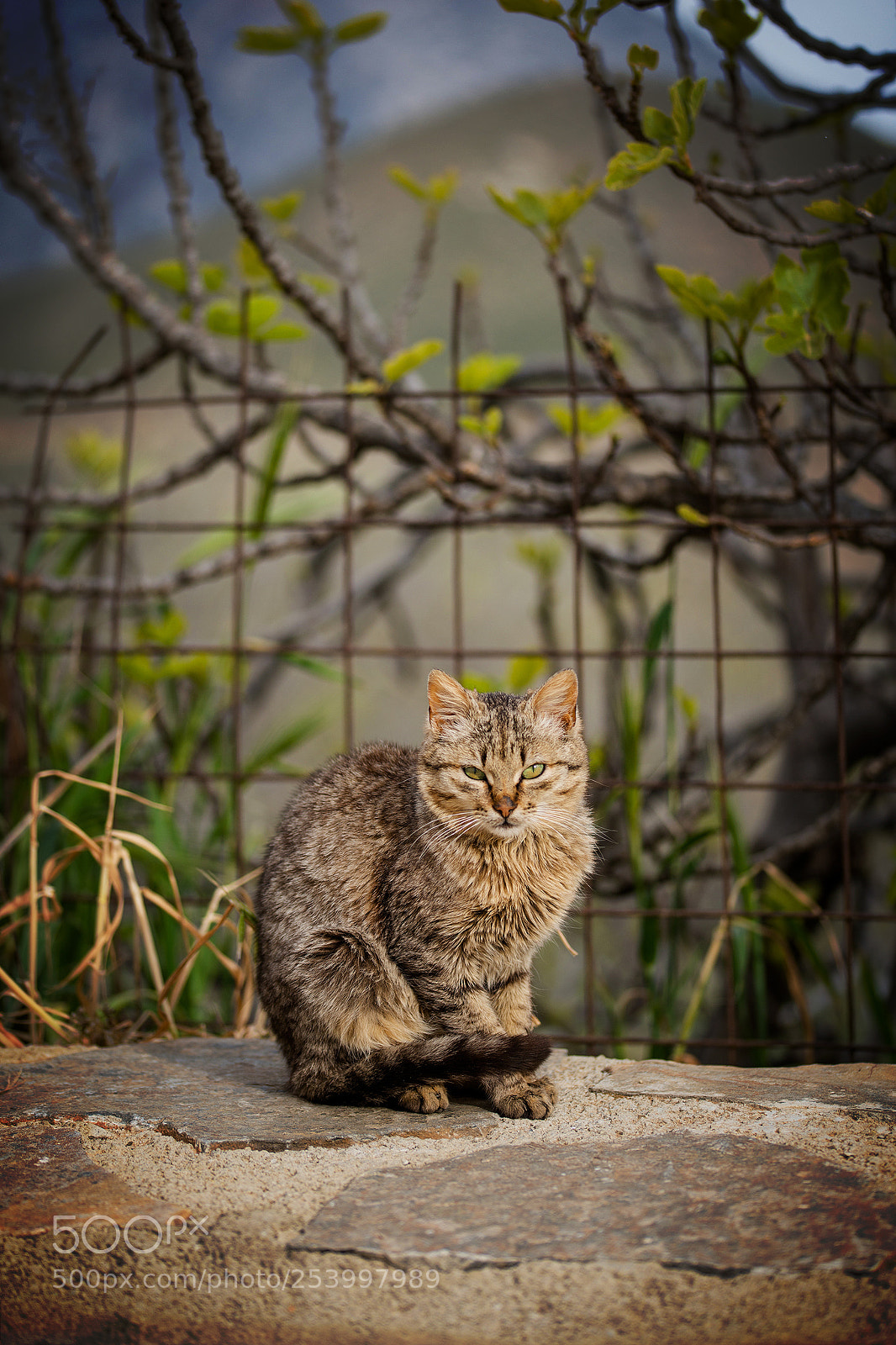 Nikon D800 sample photo. Little cat sitting elegantly photography