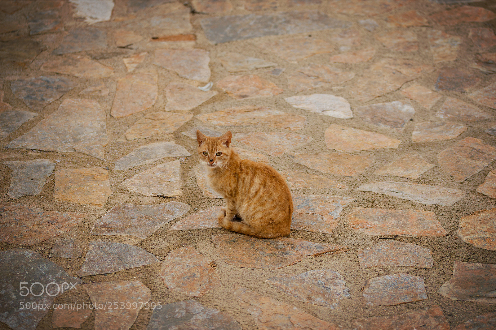 Nikon D800 sample photo. Little ginger cute kitten photography